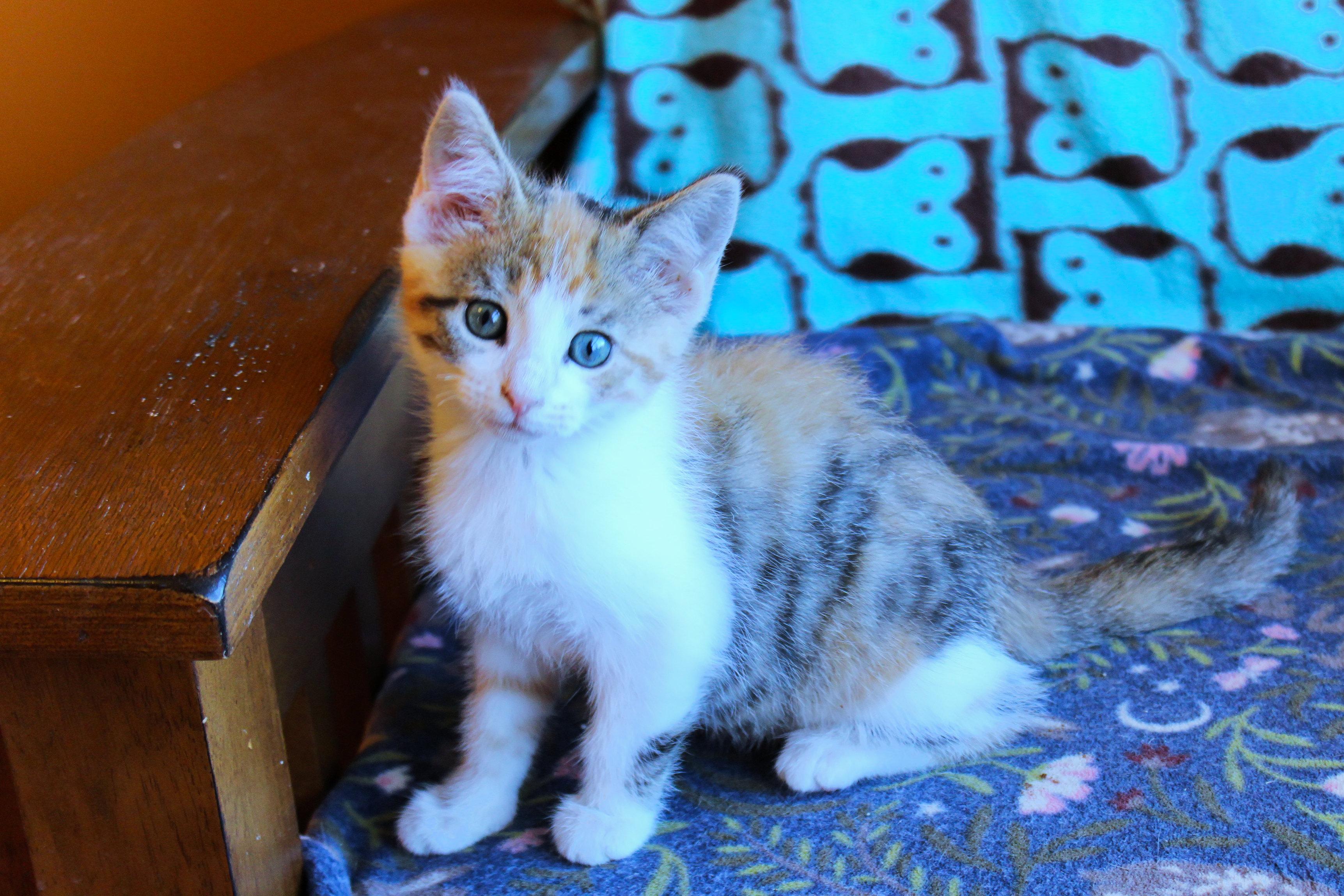 Enlarge Felicity, a Adopted Calico in Urbana, OH image 6/6