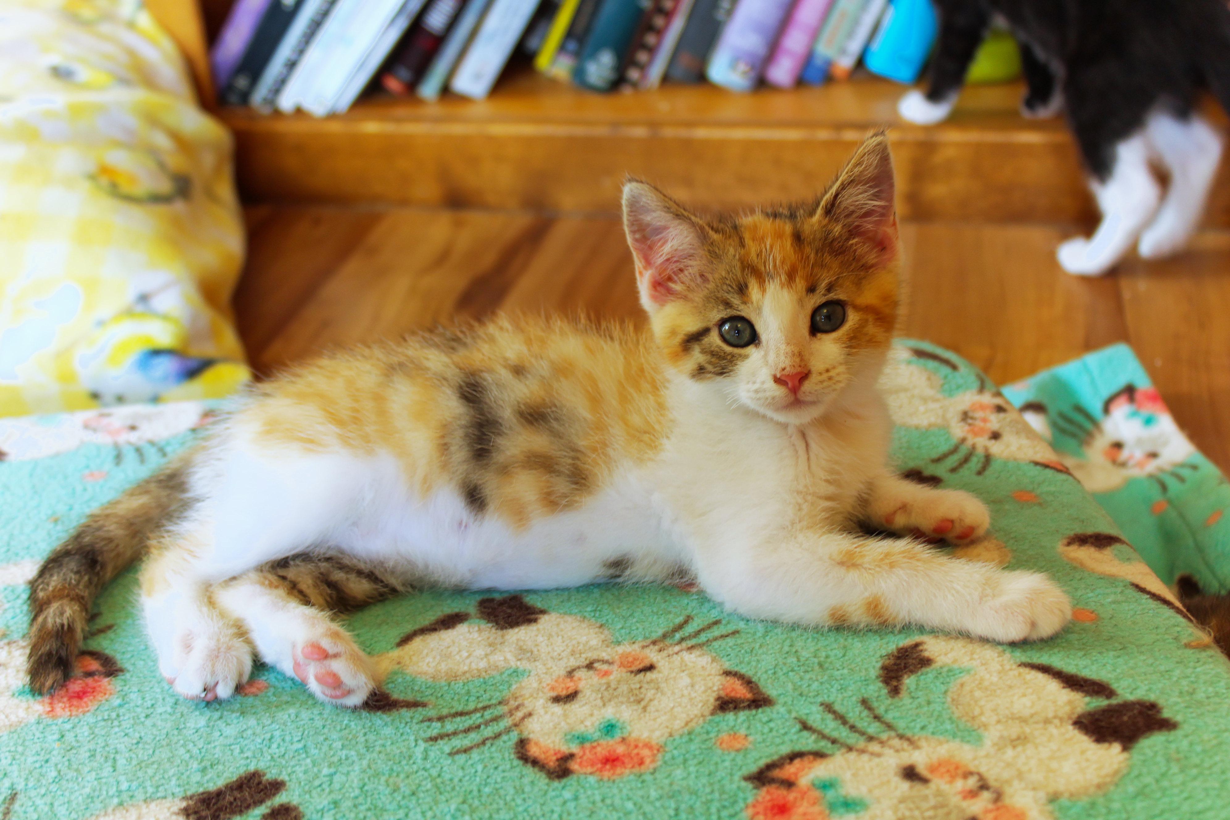 Enlarge Felicity, a Adopted Calico in Urbana, OH image 3/6