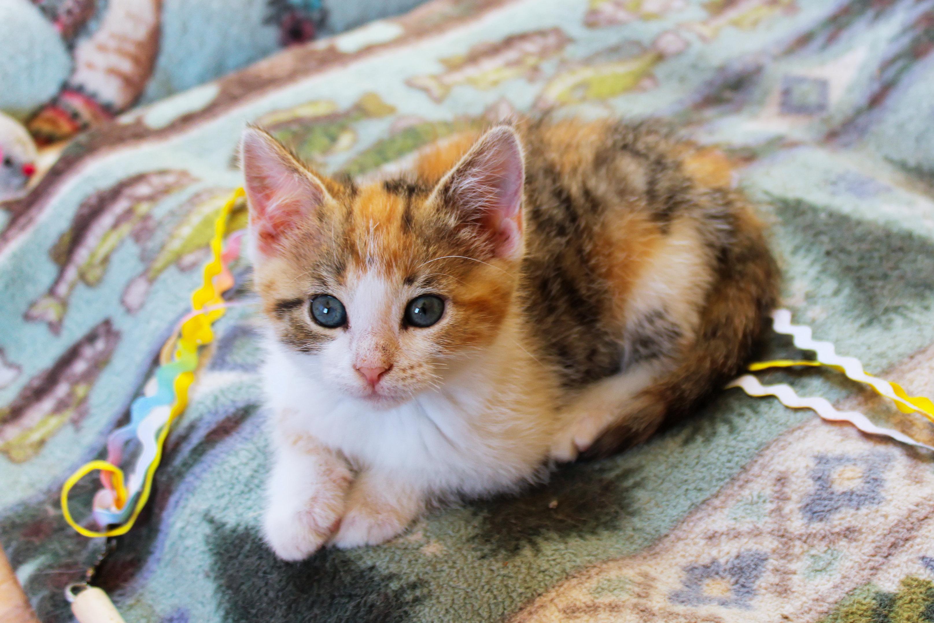 Enlarge Felicity, a Adopted Calico in Urbana, OH image 4/6