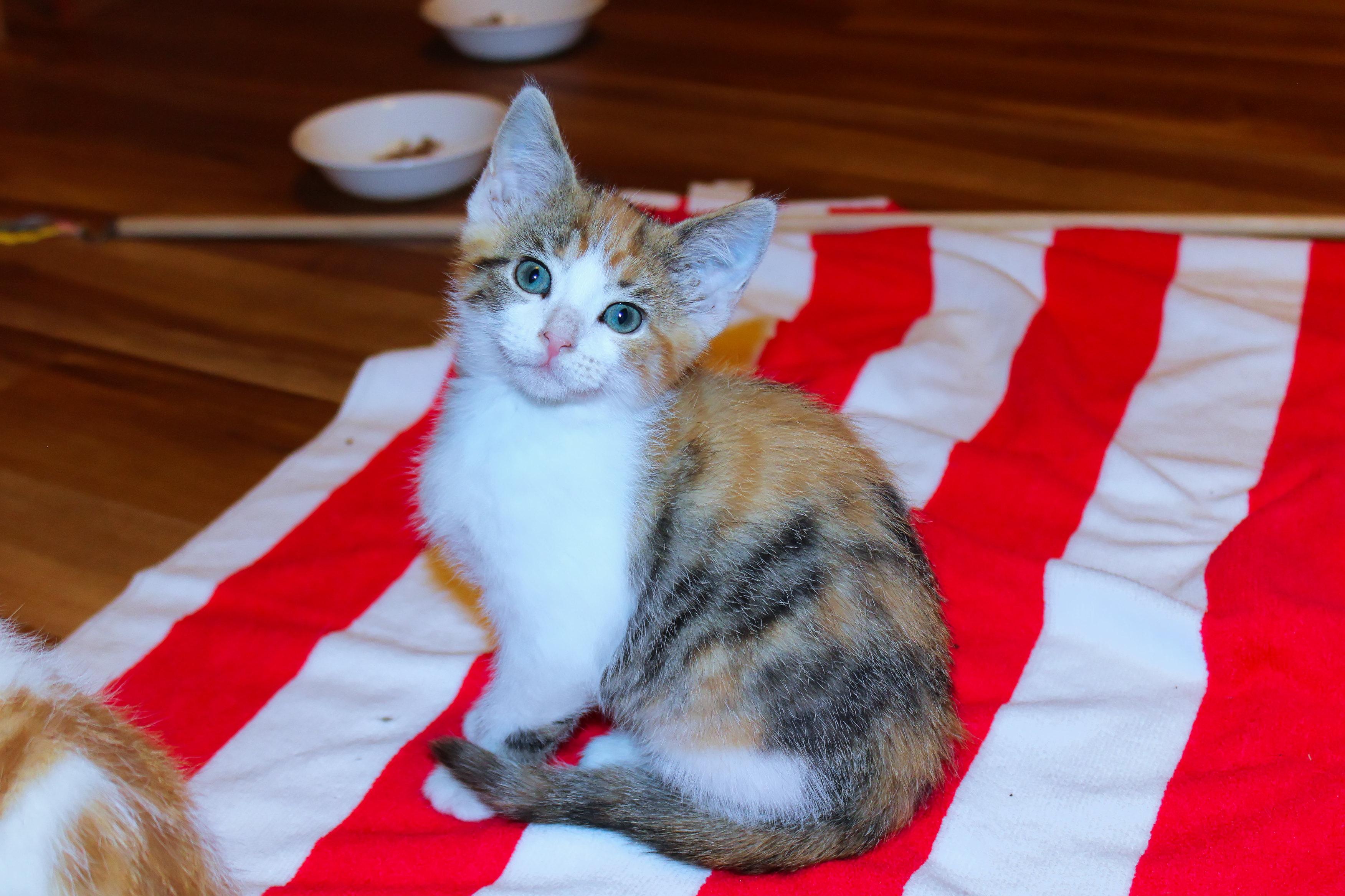 Enlarge Felicity, a Adopted Calico in Urbana, OH image 2/6