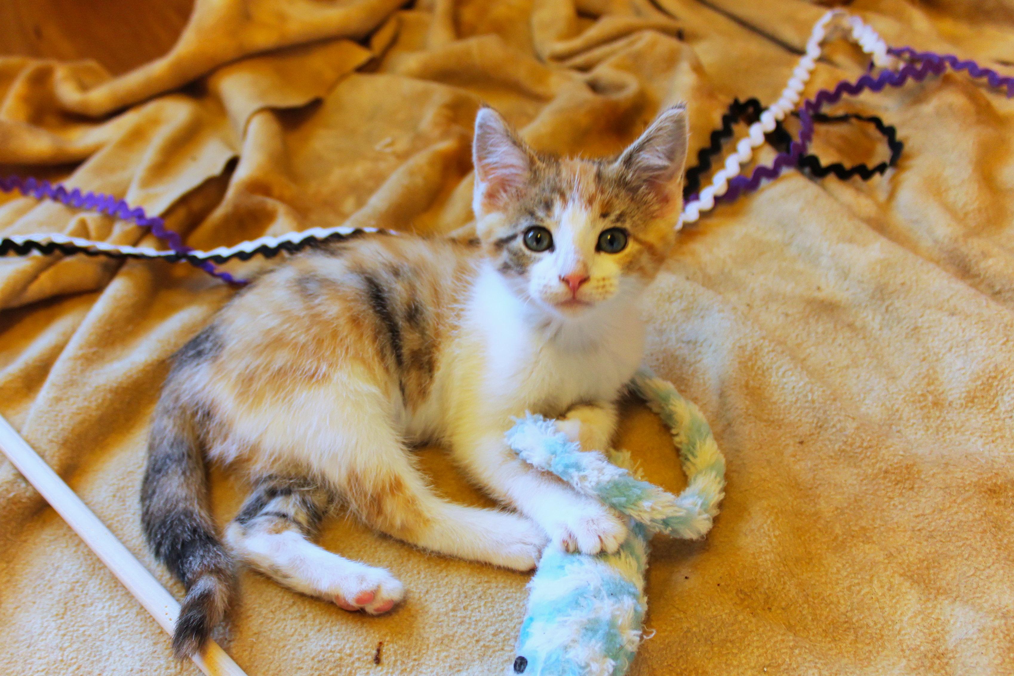 Enlarge Felicity, a Adopted Calico in Urbana, OH image 1/6