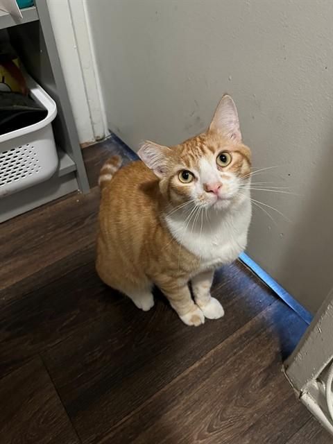 Enlarge GIZMO - IN FOSTER, a Adoptable Domestic Short Hair in Ontario, CA image 1/1