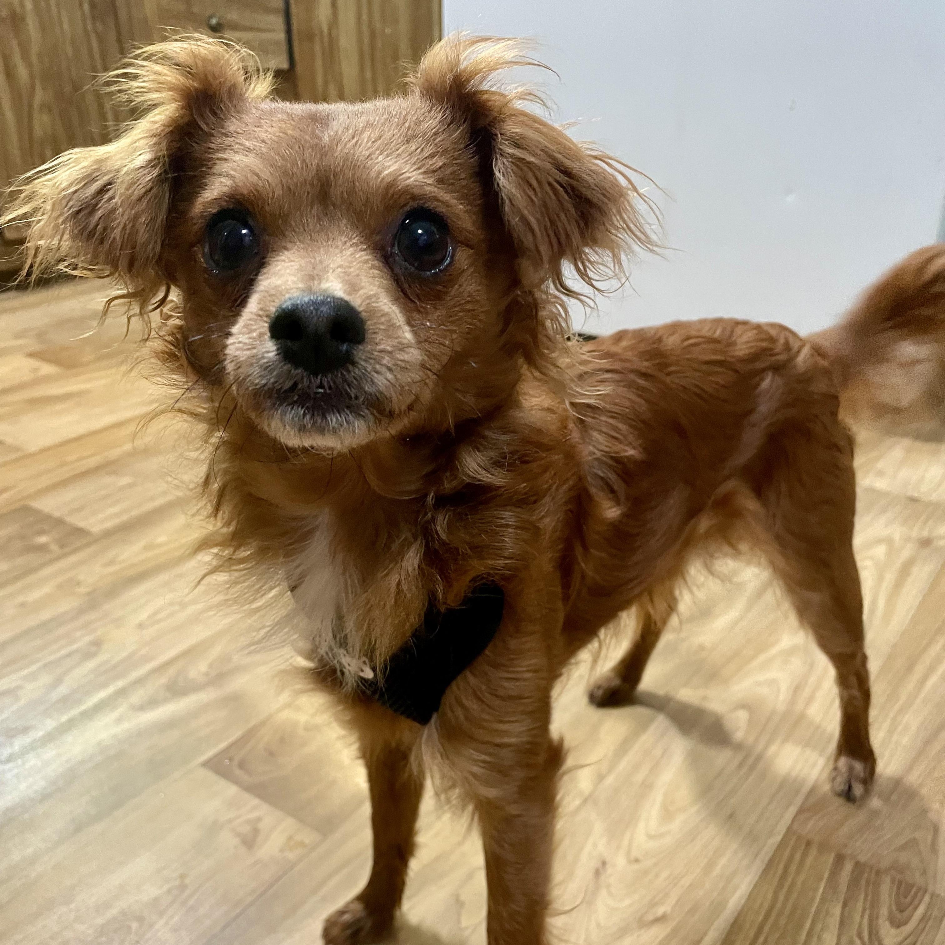 Dash, adopted, Young Male Papillon & Chihuahua.