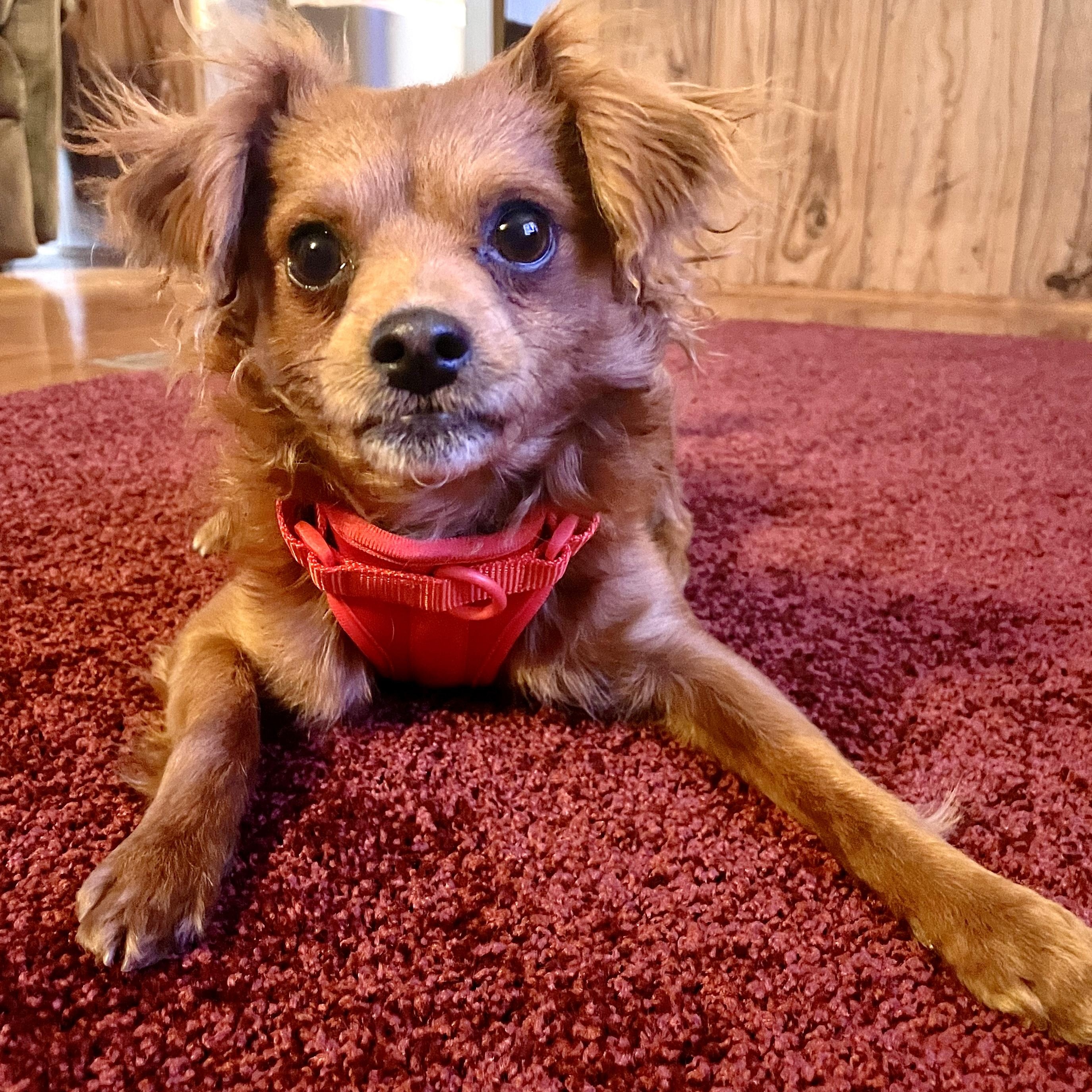 Enlarge Dash, an adopted mixed breed in Sautee Nacoochee, GA image 2/5