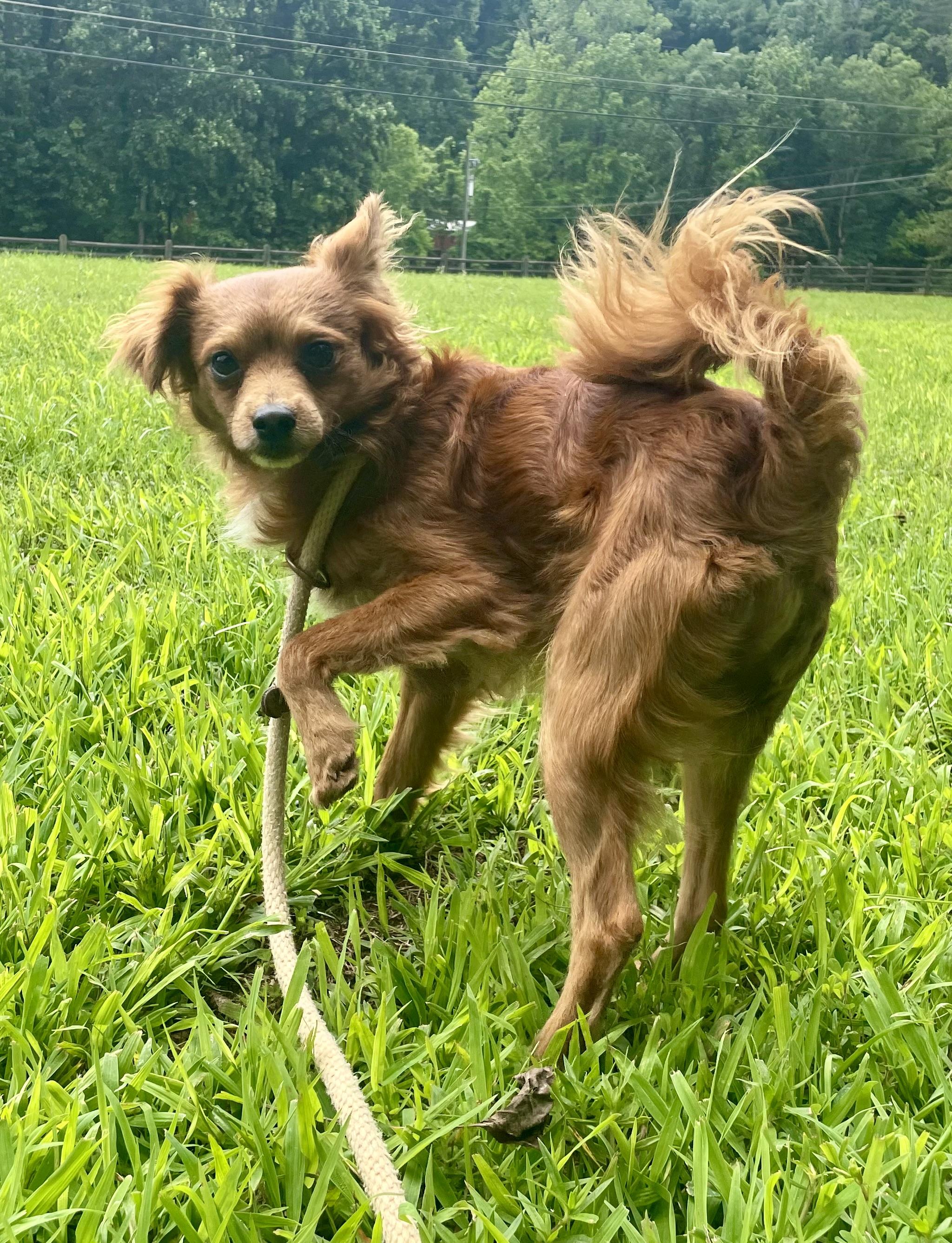 Enlarge Dash, an adopted mixed breed in Sautee Nacoochee, GA image 4/5