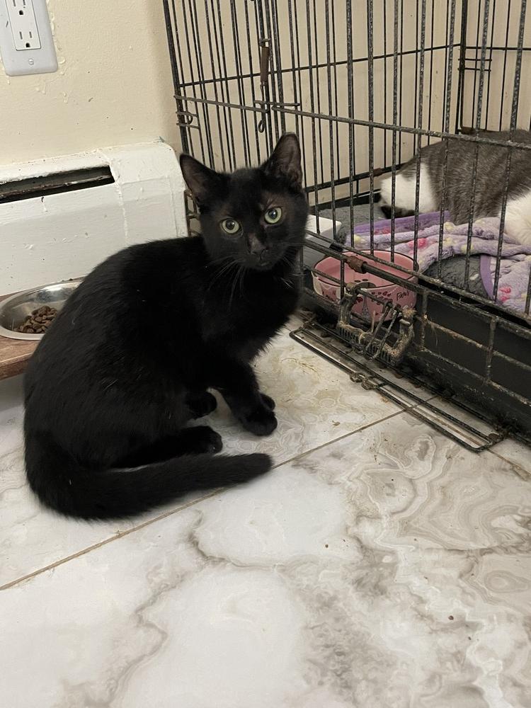 Niva, Adoptable, Kitten Female Domestic Short Hair.