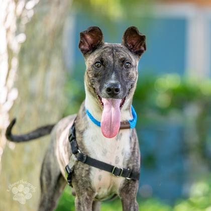 Dante, Adoptable, Adult Male Belgian Shepherd / Malinois & Terrier.