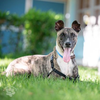 Enlarge Dante, a Adoptable mixed breed in Honolulu, HI image 2/3