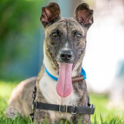 Enlarge Dante, a Adoptable mixed breed in Honolulu, HI image 3/3