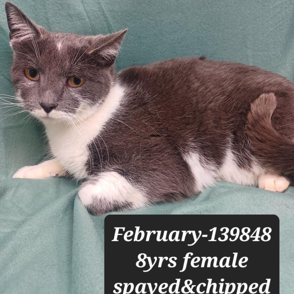 Enlarge February, a Adoptable Domestic Short Hair in New Tazewell, TN image 1/1