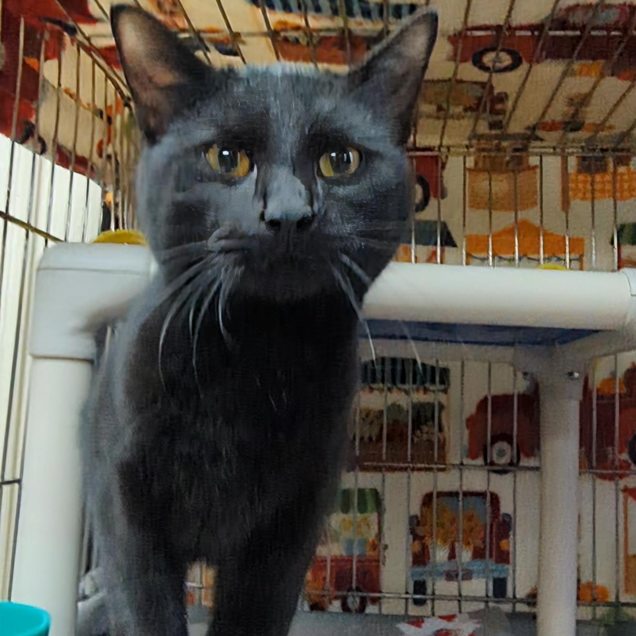 Merlin (Bentley's Brother), adopted, Young Male Domestic Short Hair.