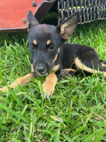 Josie, an adoptable Schipperke, Shepherd in Wantagh, NY, 11793 | Photo Image 6