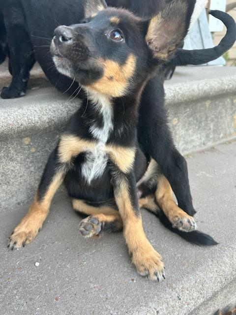 Josie, an adoptable Schipperke, Shepherd in Wantagh, NY, 11793 | Photo Image 2