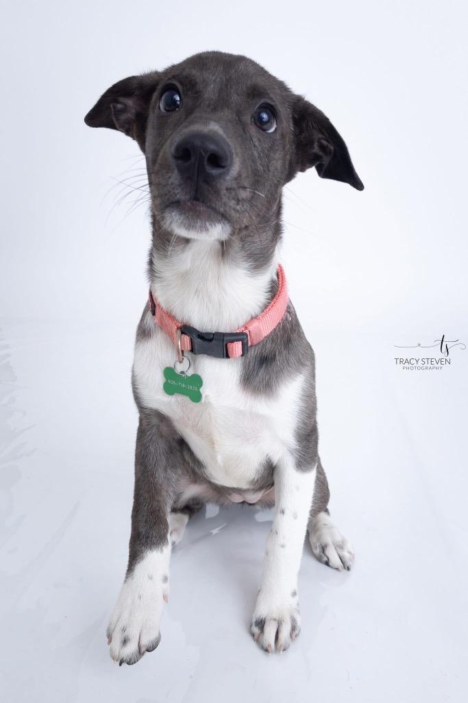 Enlarge Shadow, a Adoptable mixed breed in CONROE, TX image 2/6