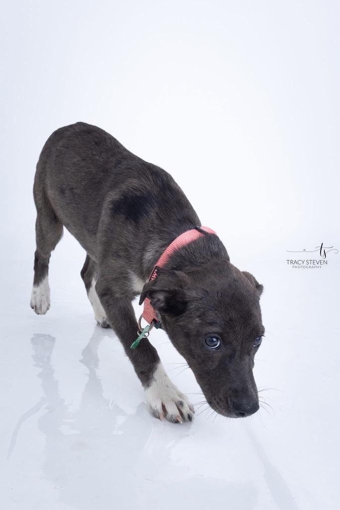 Enlarge Shadow, a Adoptable mixed breed in CONROE, TX image 3/6