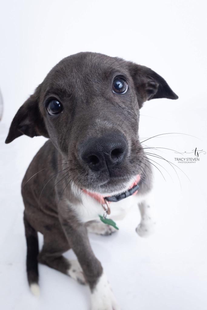 Enlarge Shadow, a Adoptable mixed breed in CONROE, TX image 4/6