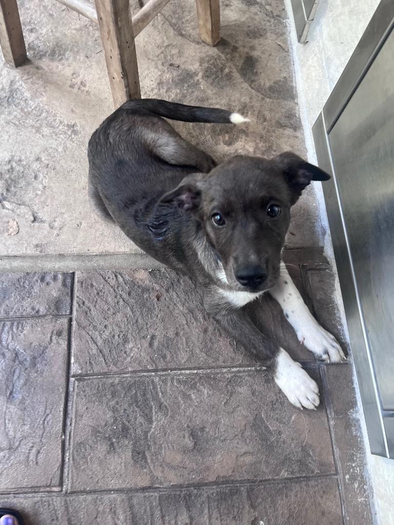 Enlarge Shadow, a Adoptable mixed breed in CONROE, TX image 6/6