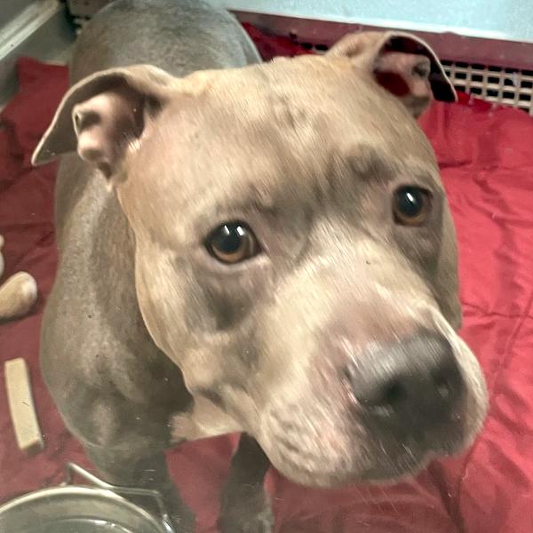 Enlarge Bonnie, a Adoptable mixed breed in Des Moines, IA image 1/2