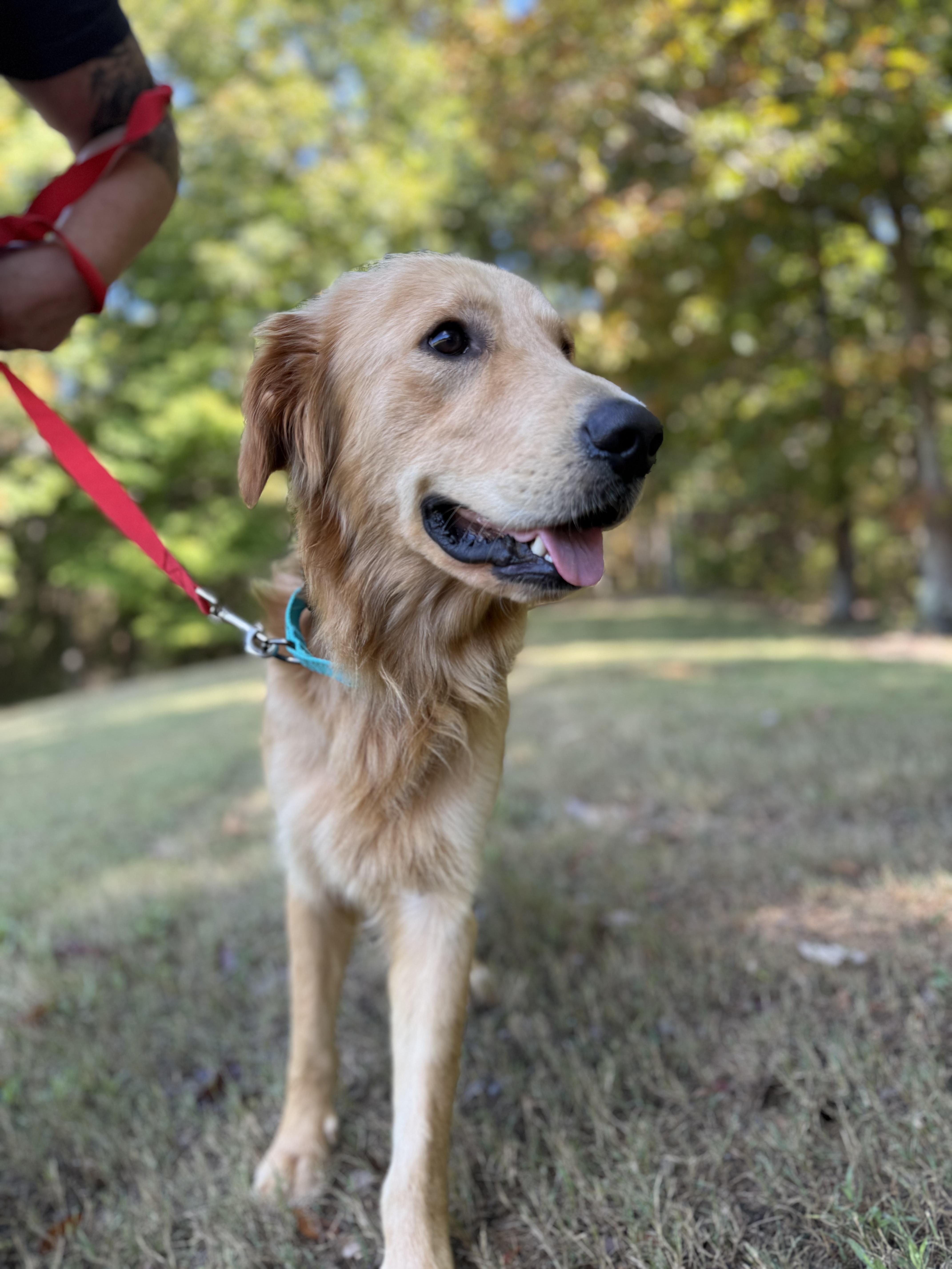 Enlarge Theo, a Adoptable Golden Retriever in Mashpee, MA image 3/6