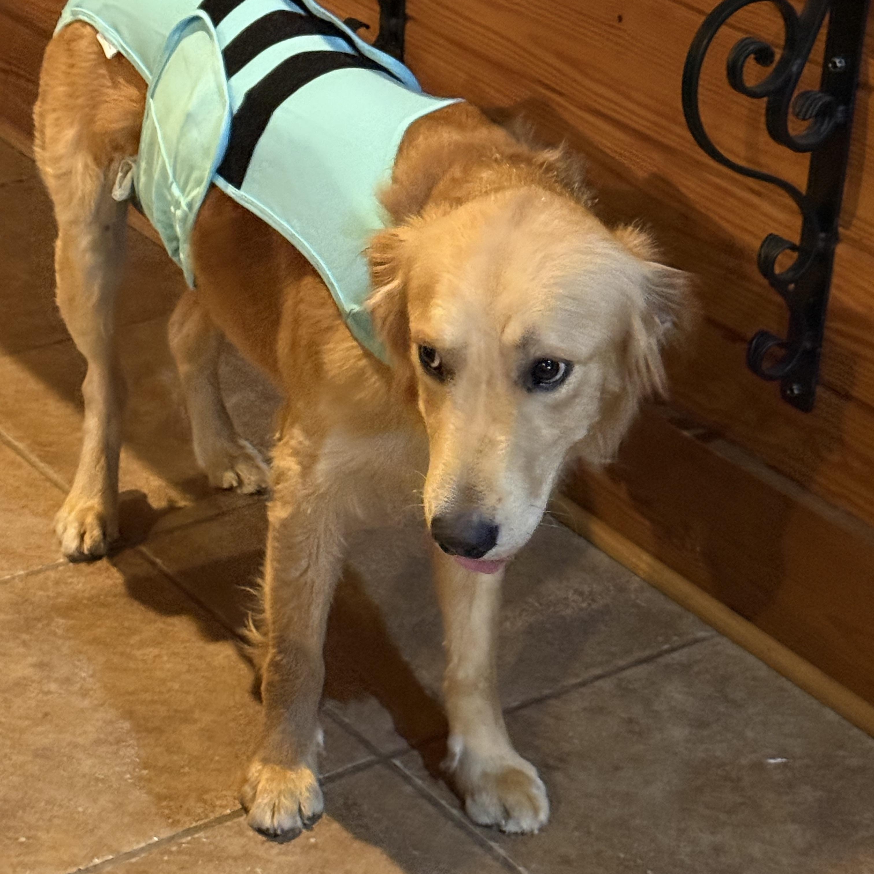 Enlarge Theo, a Adoptable Golden Retriever in Mashpee, MA image 5/6