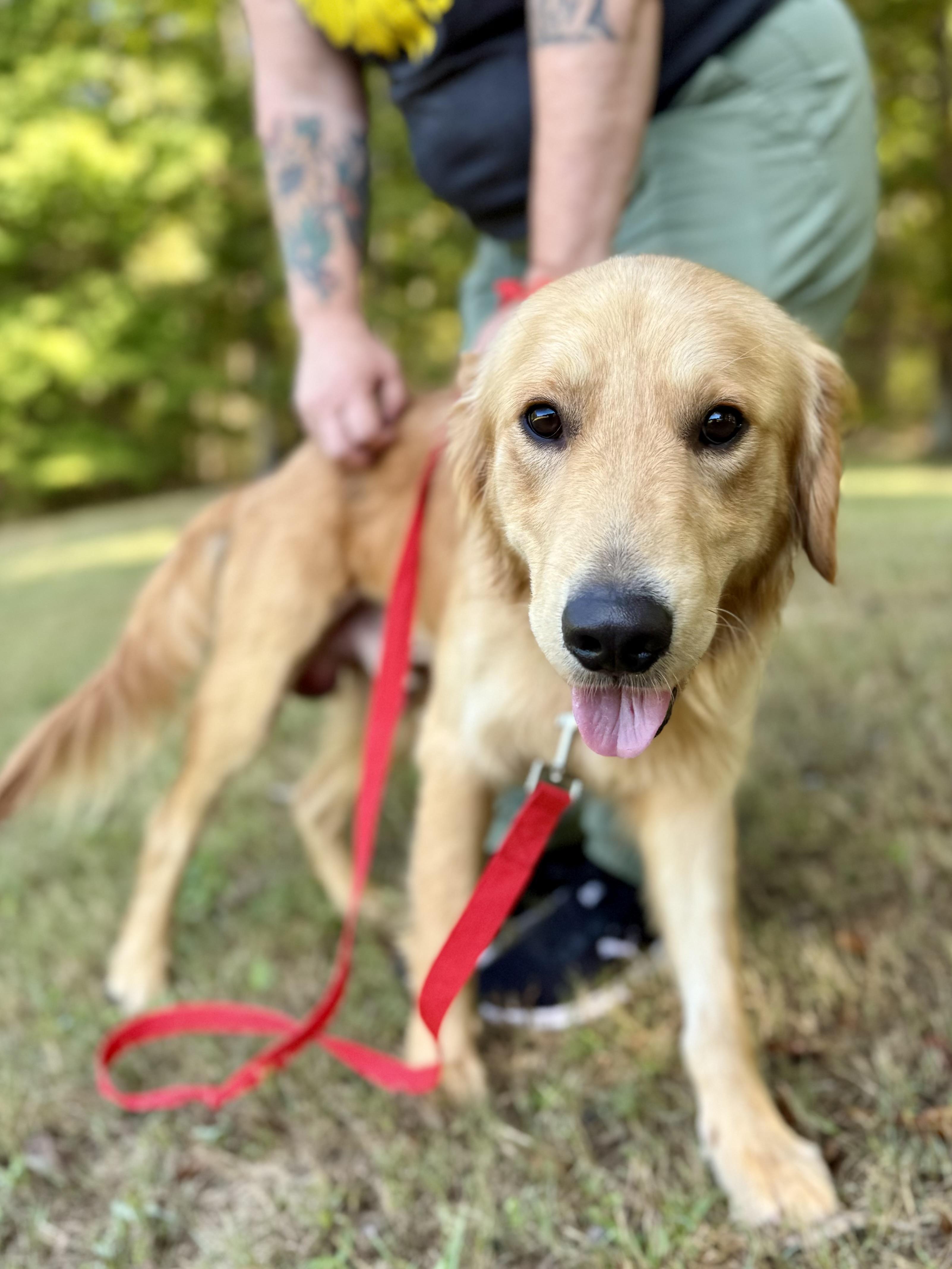 Enlarge Theo, a Adoptable Golden Retriever in Mashpee, MA image 4/6