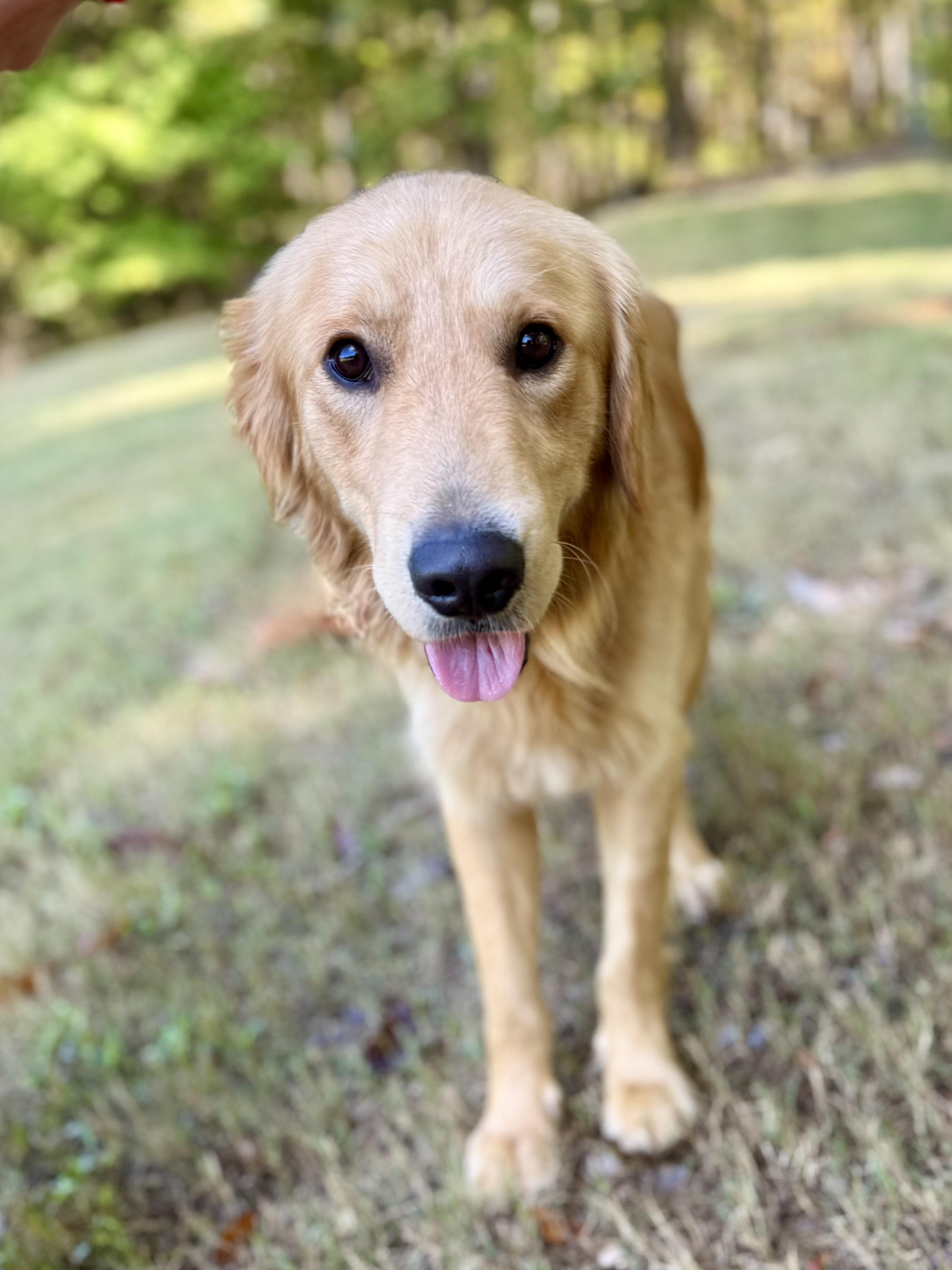 Enlarge Theo, a Adoptable Golden Retriever in Mashpee, MA image 2/6