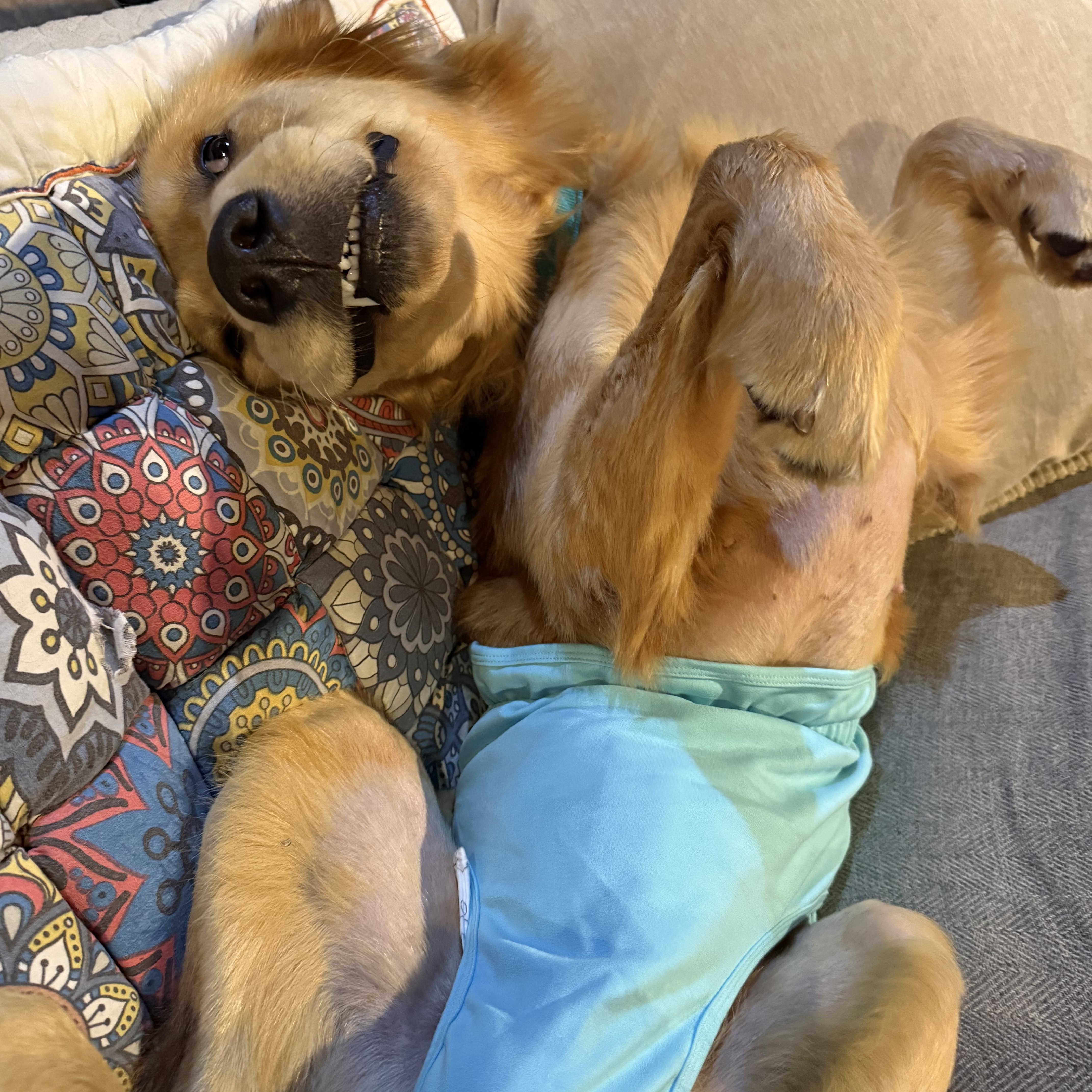 Enlarge Theo, a Adoptable Golden Retriever in Mashpee, MA image 6/6