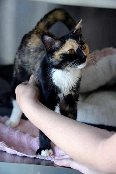 Enlarge Casey Jones, a Adoptable Tortoiseshell in Fort Leavenworth, KS image 1/4