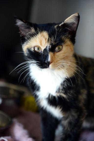 Enlarge Casey Jones, a Adoptable Tortoiseshell in Fort Leavenworth, KS image 2/4