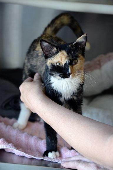 Enlarge Casey Jones, a Adoptable Tortoiseshell in Fort Leavenworth, KS image 3/4