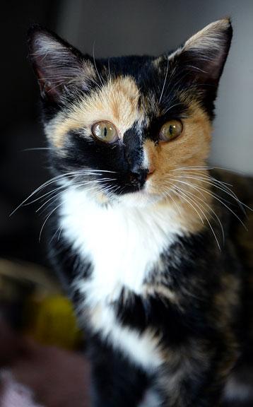 Enlarge Casey Jones, a Adoptable Tortoiseshell in Fort Leavenworth, KS image 4/4