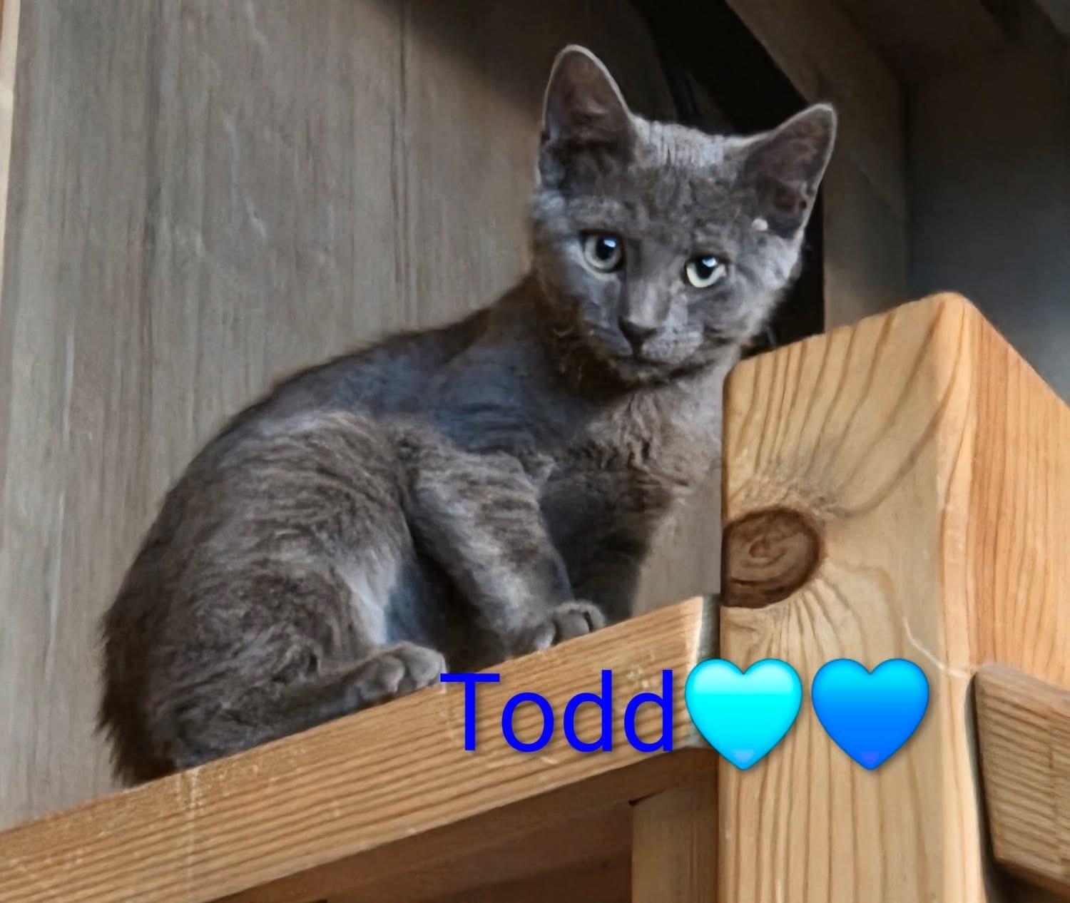 Enlarge Todd, a ADOPTABLE Domestic Short Hair in Manhattan, KS image 1/1