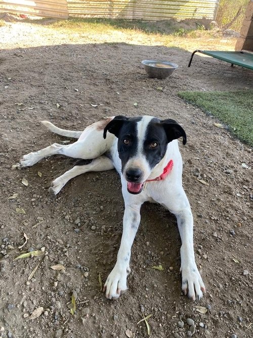 Enlarge Popi, a Adoptable mixed breed in Los Angeles, CA image 5/6
