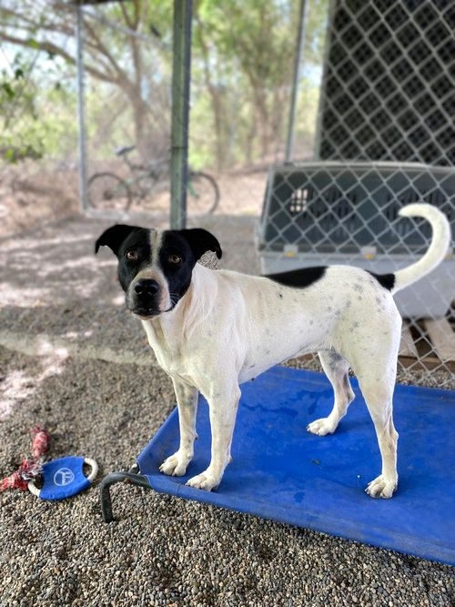 Enlarge Popi, a Adoptable mixed breed in Los Angeles, CA image 4/6