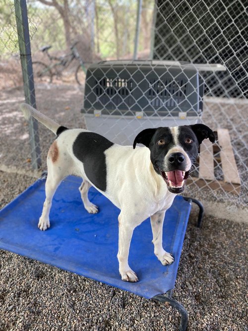 Enlarge Popi, a Adoptable mixed breed in Los Angeles, CA image 6/6