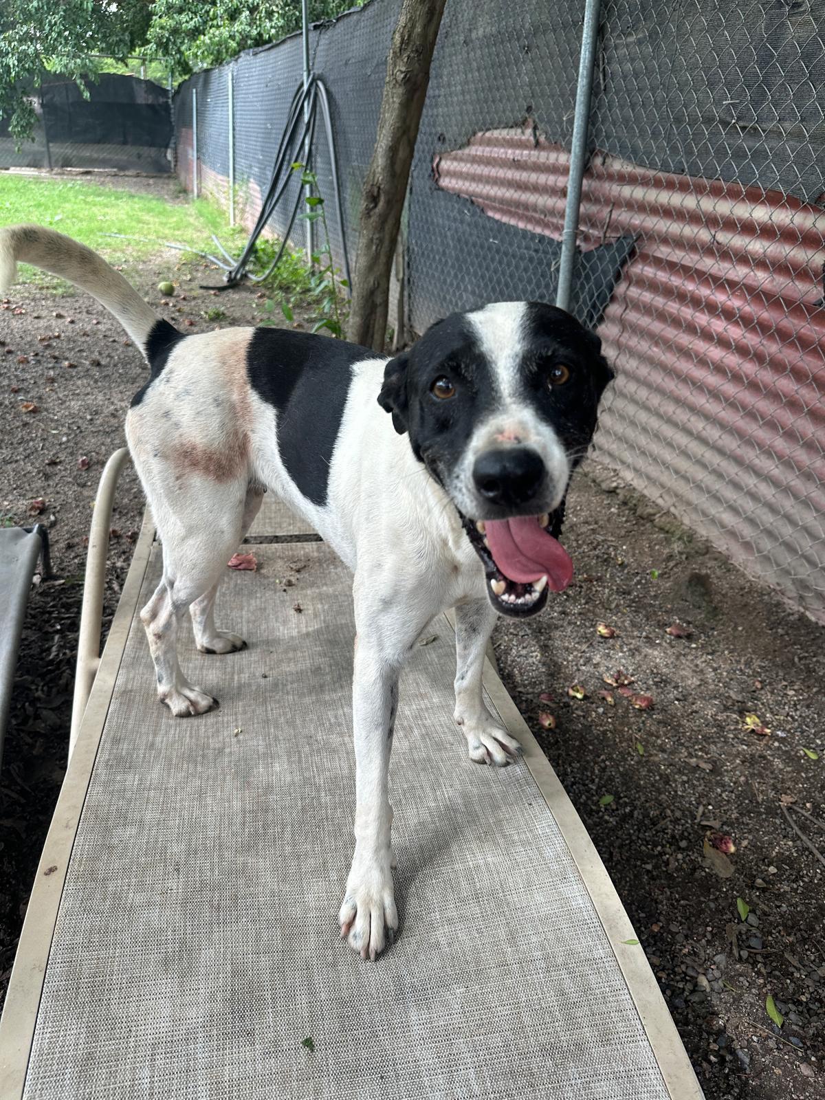 Popi, Adoptable, Adult Female Pointer & Border Collie.