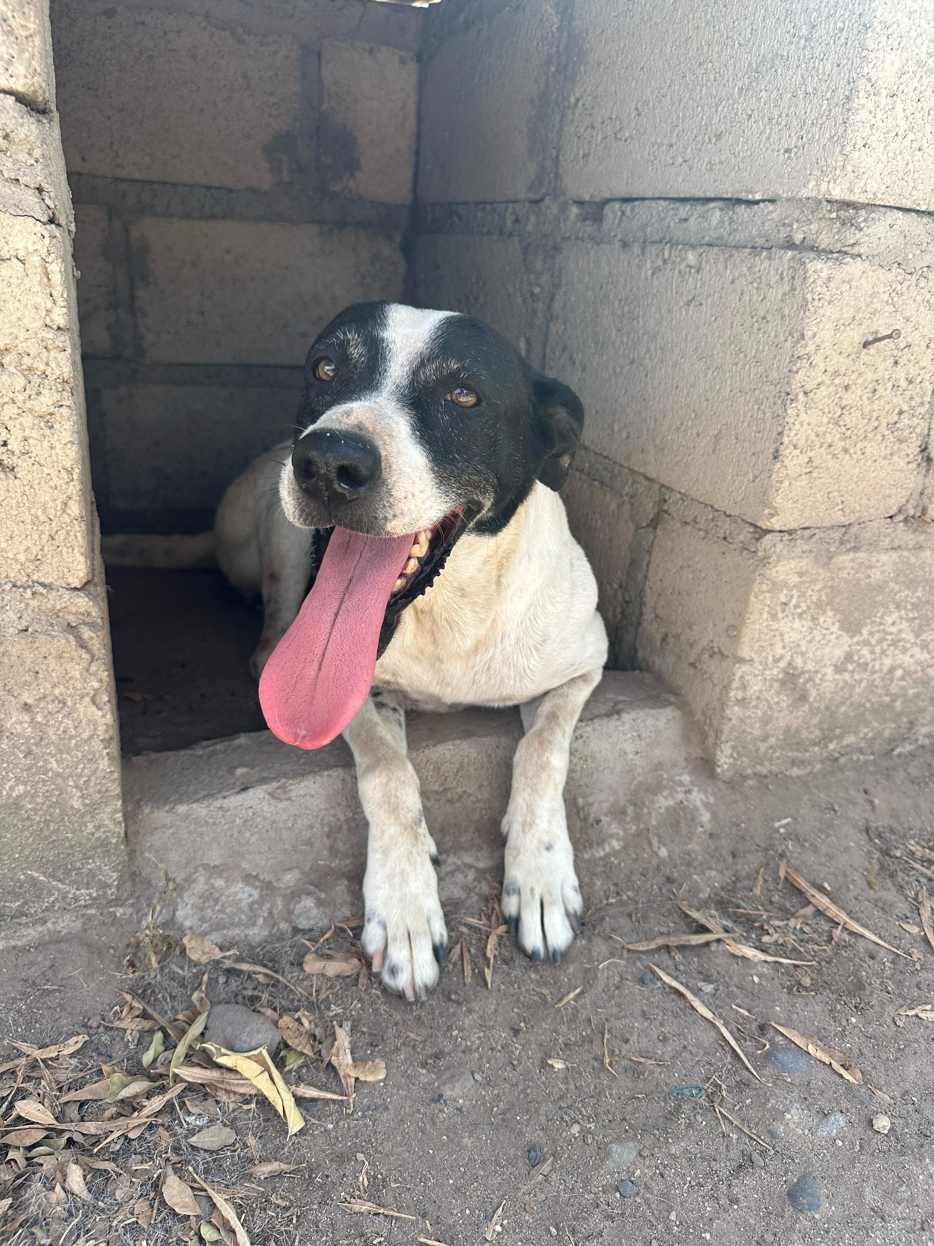 Enlarge Popi, a Adoptable mixed breed in Los Angeles, CA image 3/6