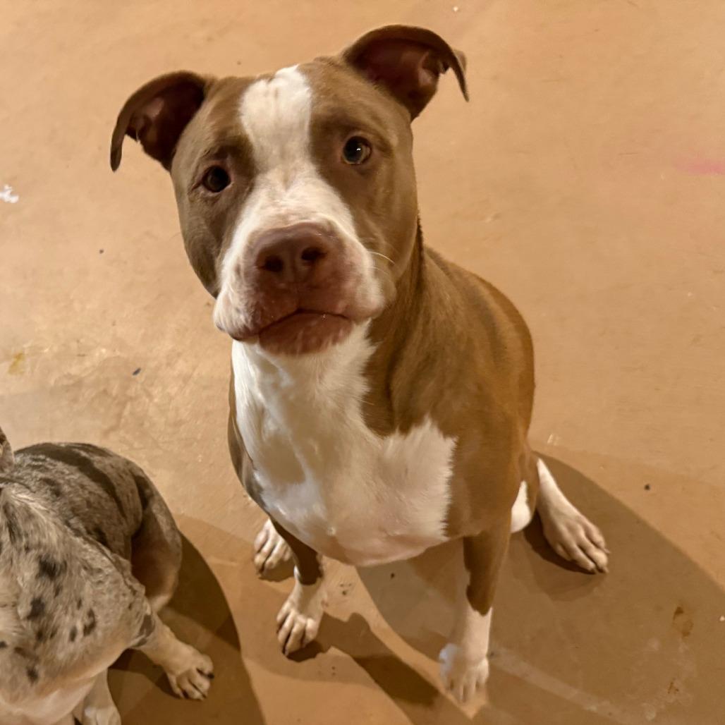 Akira, Adoptable, Adult Male Pit Bull Terrier & Mixed Breed.