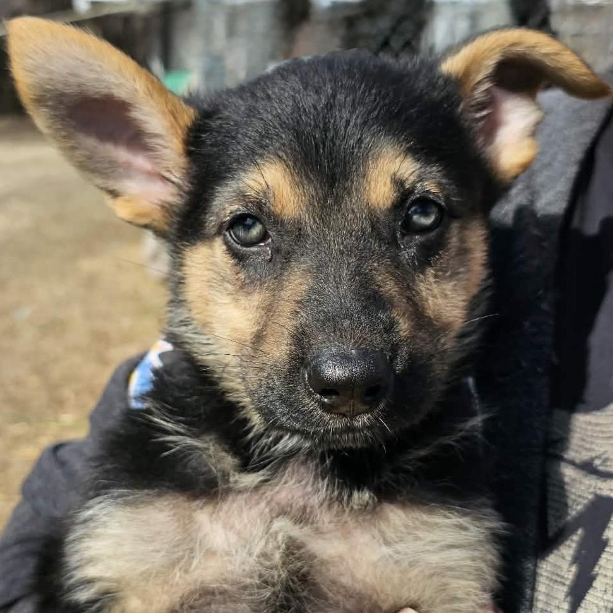 Enlarge Sage, an adoptable mixed breed in South Saint Paul, MN image 1/2