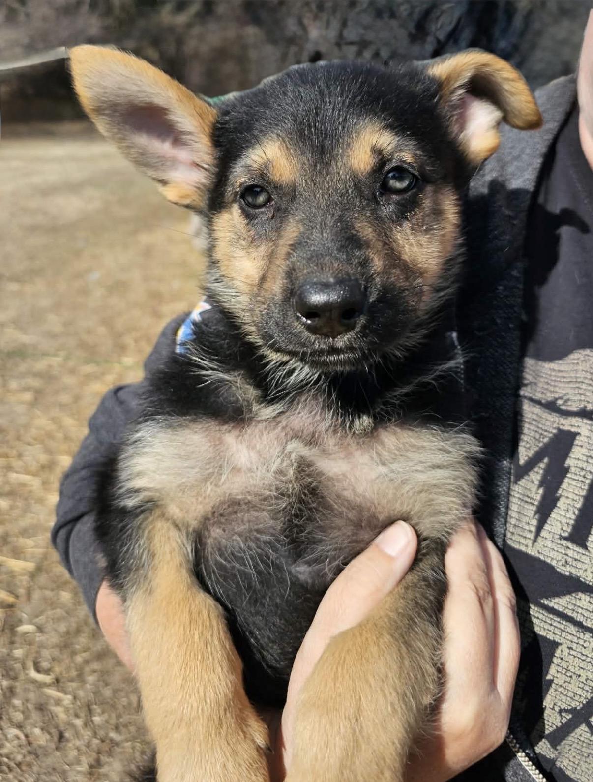 Enlarge Sage, an adoptable mixed breed in South Saint Paul, MN image 2/2