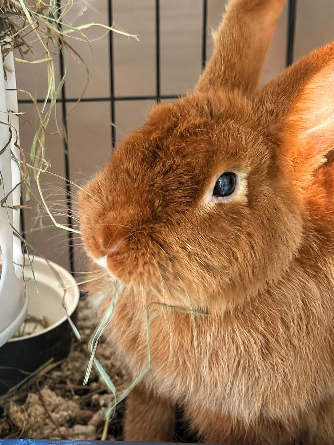 Fern, Adopted, Adult Female Bunny Rabbit.