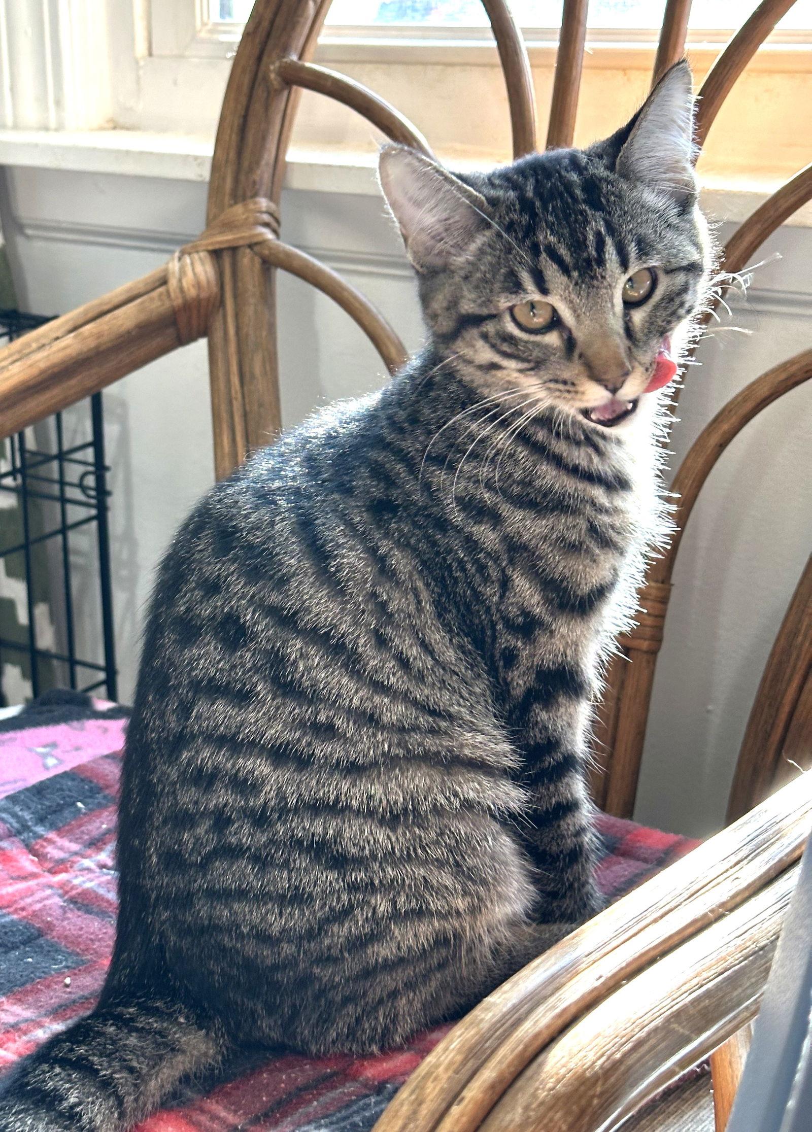 Gonzo, Adoptable, Kitten Female Domestic Short Hair.