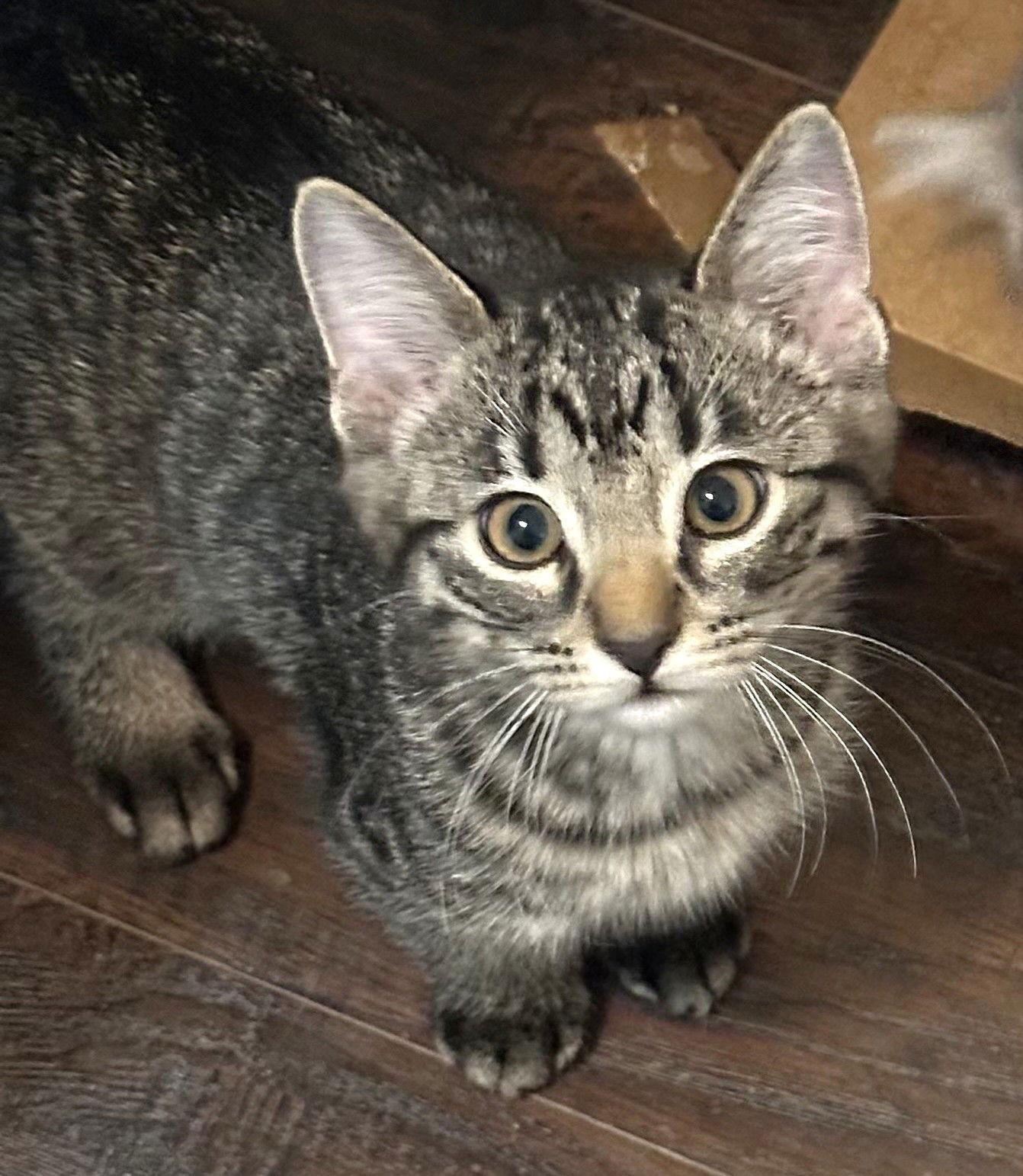 Gonzo, a Adoptable Domestic Short Hair in Shawnee, KS image 3/3