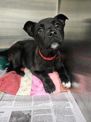 Be Mine, Adoptable, Puppy Female Mixed Breed & Mixed Breed.