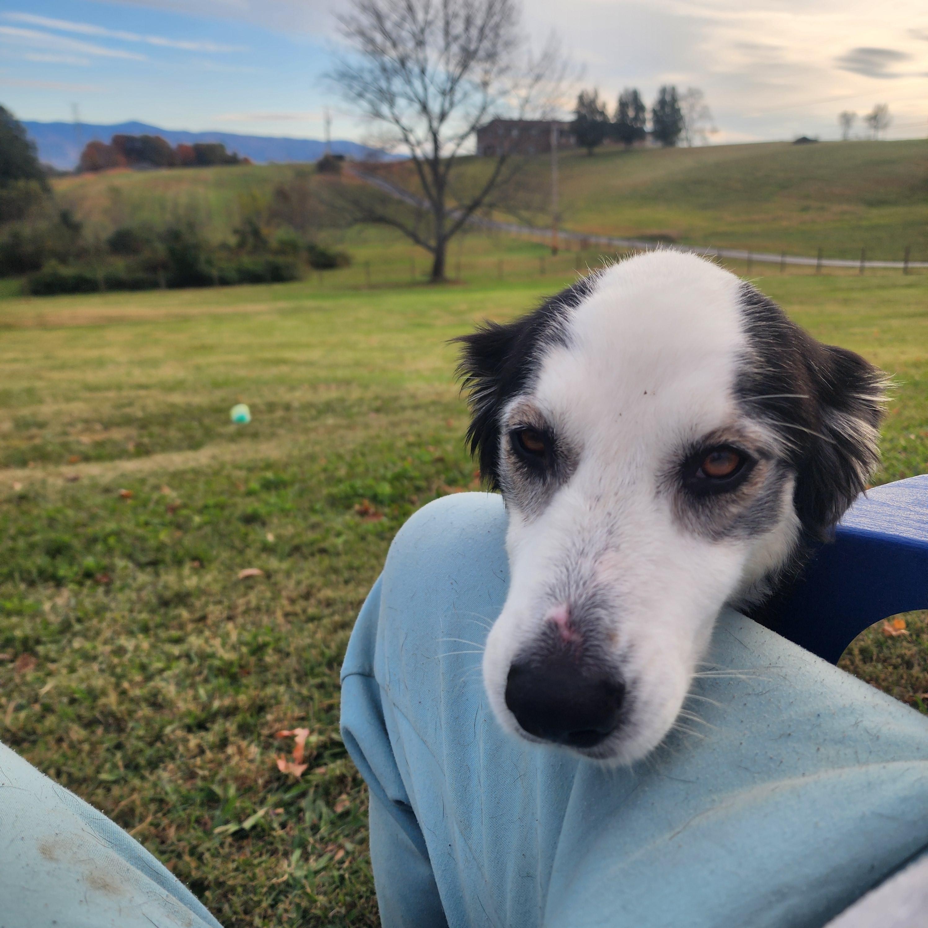 Enlarge Mavis, a Adoptable Australian Shepherd in Chuckey, TN image 3/3