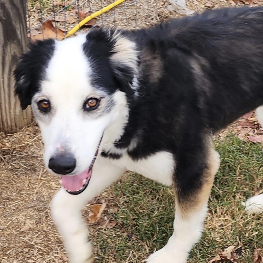 Enlarge Mavis, a Adoptable Australian Shepherd in Chuckey, TN image 2/3