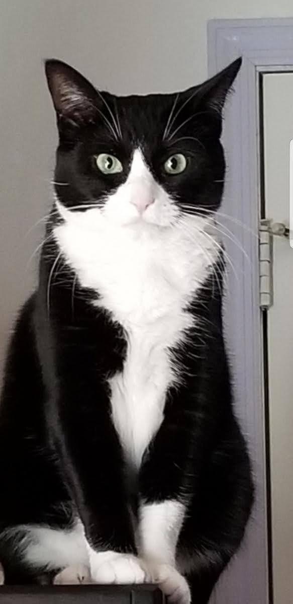 Kitty, Adult Female unknown