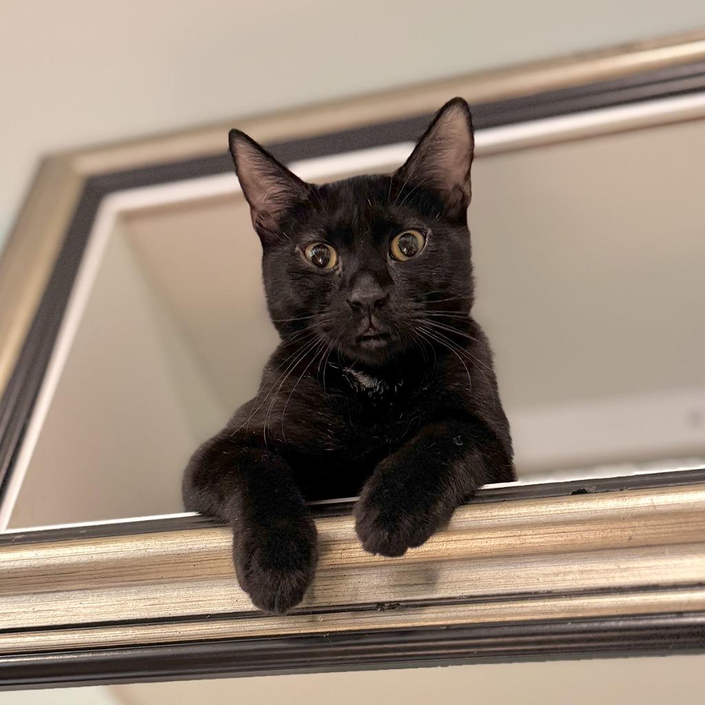 Enlarge Sage (meet me in the Cat Lounge!), a Adoptable mixed breed in Brooklyn, NY image 1/3