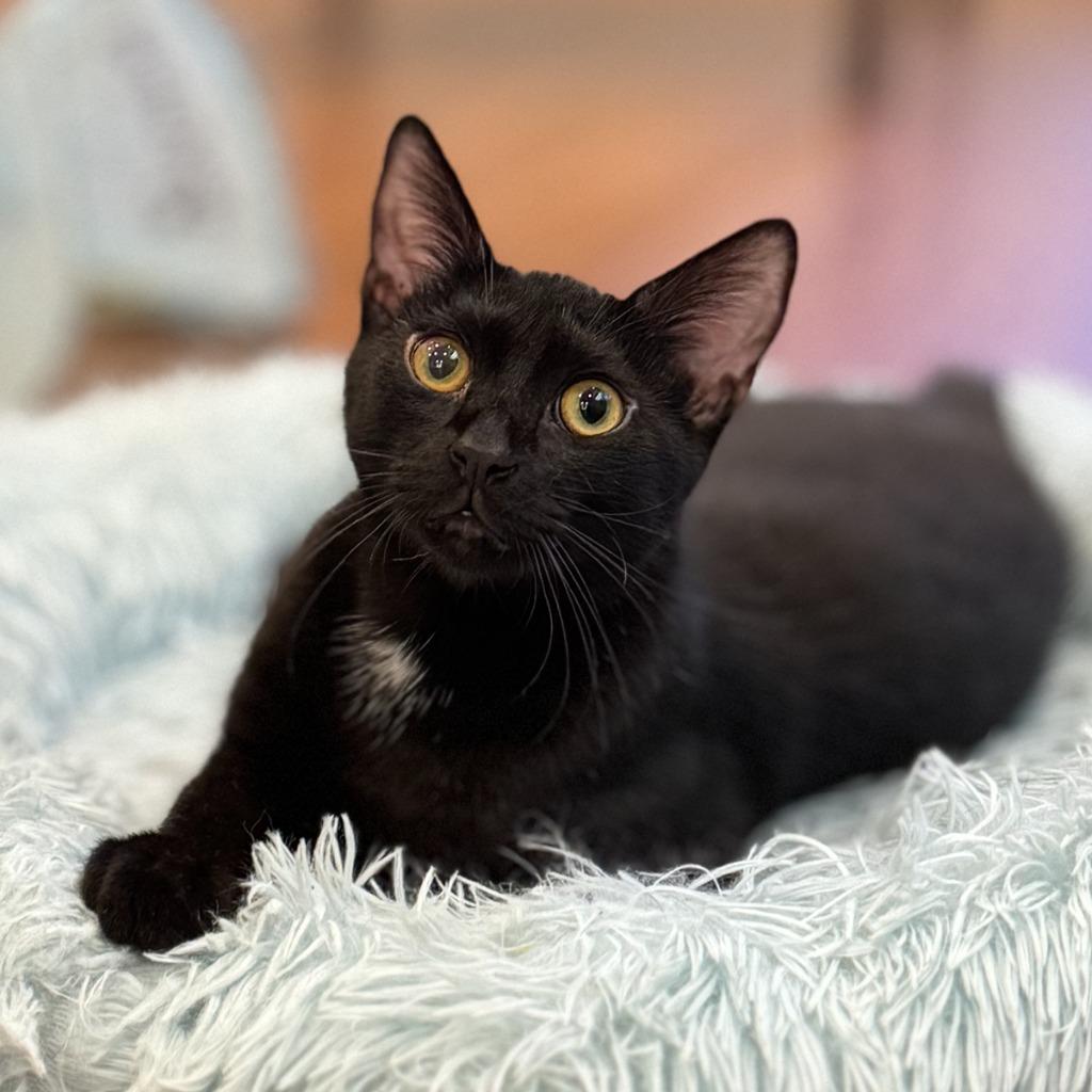 Enlarge Sage (meet me in the Cat Lounge!), a Adoptable mixed breed in Brooklyn, NY image 3/3