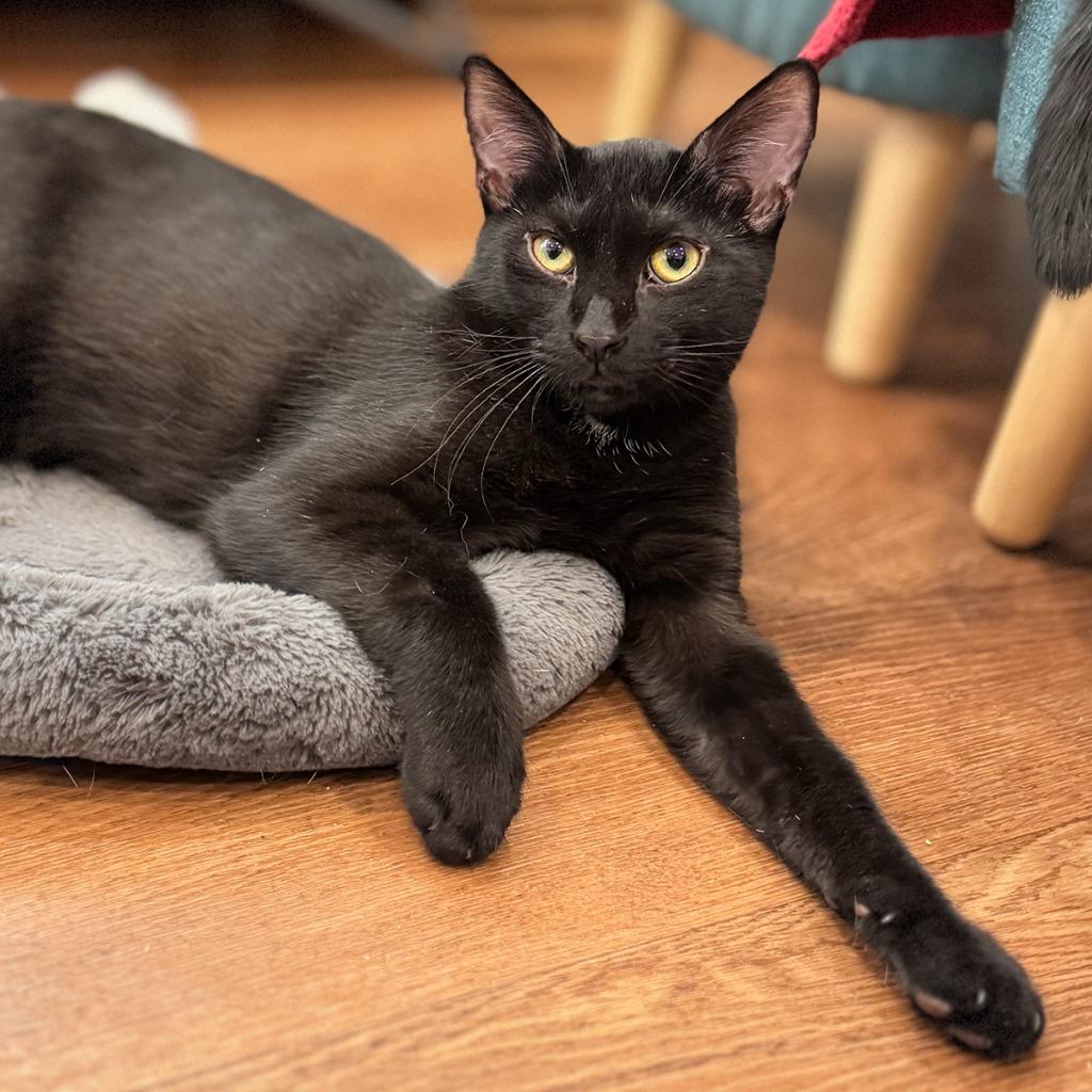 Enlarge Sage (meet me in the Cat Lounge!), a Adoptable mixed breed in Brooklyn, NY image 3/3